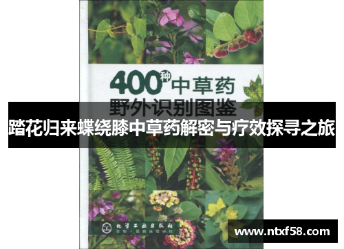 踏花归来蝶绕膝中草药解密与疗效探寻之旅